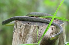 Philothamnus thomensis