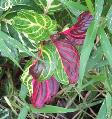 Iresine diffusa herbstii