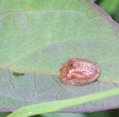 Laccoptera corrugata