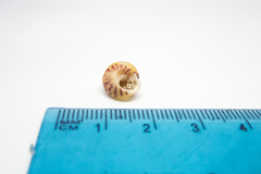 Steromphala divaricata