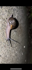 Helminthoglypta sonoma
