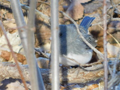 Junco hyemalis image