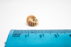 Steromphala divaricata