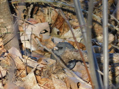 Junco hyemalis image
