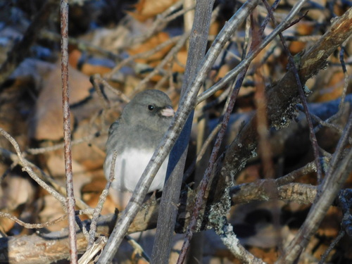Junco hyemalis image