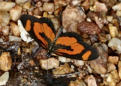 Acraea bonasia