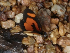 Acraea bonasia