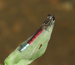 Chlorocypha curta