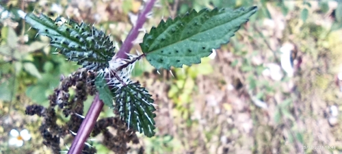Image of Urtica ardens by (c) Ramnarayan K, some rights reserved (CC BY)
