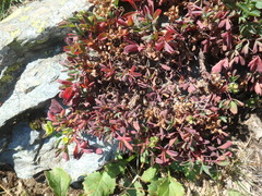 Sibbaldia parviflora