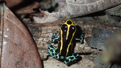 Ranitomeya variabilis