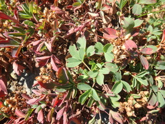 Sibbaldia parviflora