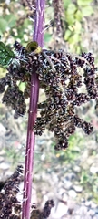 Urtica ardens