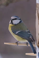 Cyanistes caeruleus