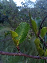 Mascarenhasia