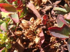 Sibbaldia parviflora