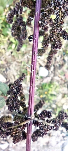 Image of Urtica ardens by (c) Ramnarayan K, some rights reserved (CC BY)