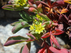 Sibbaldia parviflora
