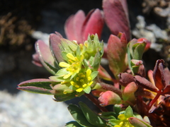 Sibbaldia parviflora