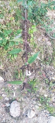 Urtica ardens
