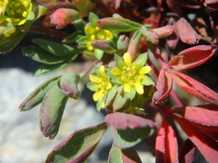 Sibbaldia parviflora