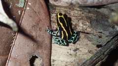 Ranitomeya variabilis