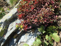 Sibbaldia parviflora
