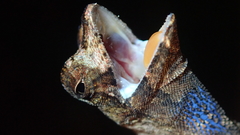 Anolis chrysolepis