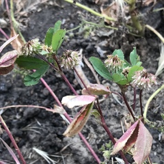 Trifolium ciliolatum