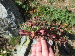 Sibbaldia parviflora