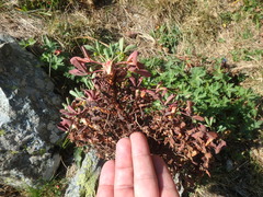 Sibbaldia parviflora