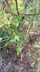 Rumex hastatus