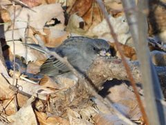 Junco hyemalis image