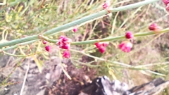 Rumex hastatus