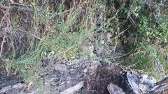 Rumex hastatus