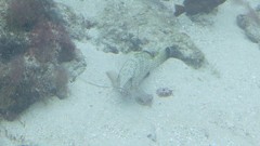 Epinephelus guttatus