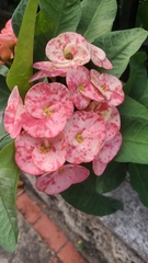 Euphorbia milii