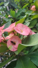Euphorbia milii