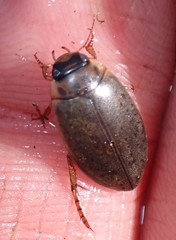 Rhantus binotatus