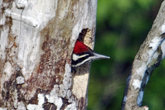 Chrysocolaptes guttacristatus