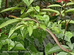 Dendrelaphis kopsteini