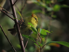 Phylloscopus ruficapilla voelckeri