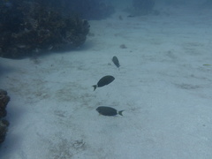 Acanthurus tractus