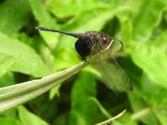 Trithemis africana