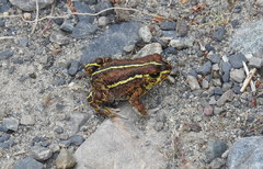 Eden Harbour Toad photo 3