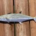 Spanish Mackerels - Photo (c) prickly_sculpin, some rights reserved (CC BY-NC), uploaded by prickly_sculpin