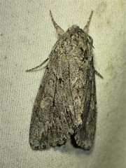 Andropolia contacta