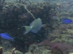 Acanthurus tractus