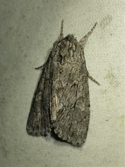Andropolia contacta