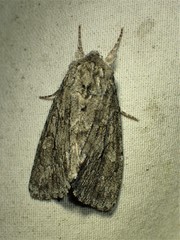 Andropolia contacta